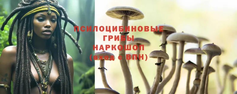 закладка  Ветлуга  Галлюциногенные грибы Cubensis 